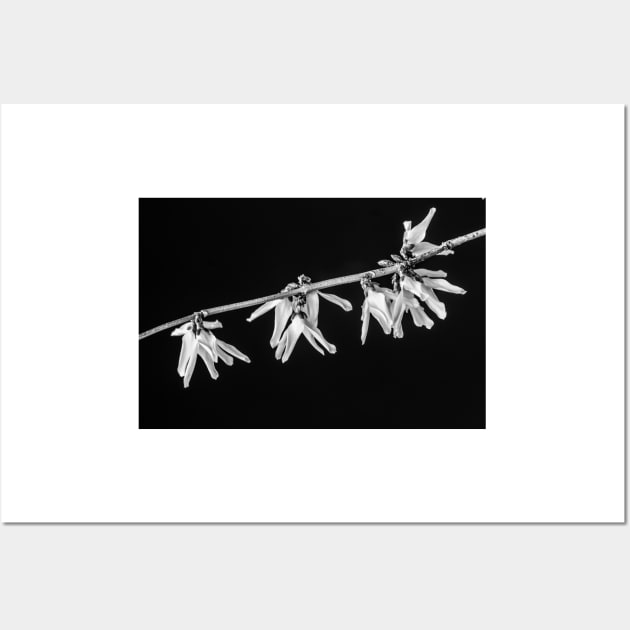 Forsythia 3 BW Wall Art by Robert Alsop